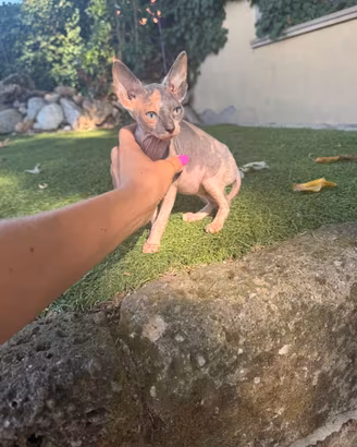 Gatto Sphynx Tricolore femmina