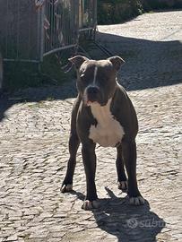 American pitbull terrier ''PER MONTA''