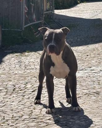 American pitbull terrier ''PER MONTA''