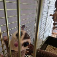 Coppia petauro dello zucchero riproduttiva