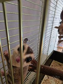 Coppia petauro dello zucchero riproduttiva