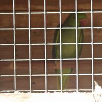 Coppia femmine parrocchetto