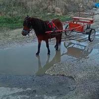 Pony bravissimo adatto anche ai bambini