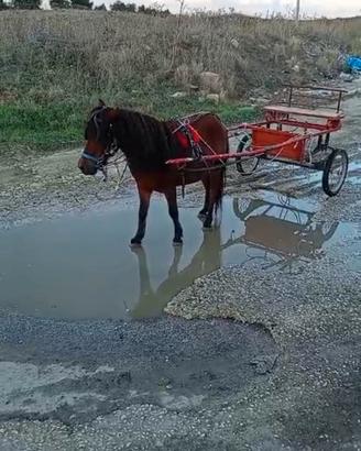 Pony bravissimo adatto anche ai bambini