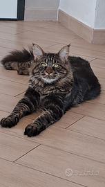 Main coon maschio con pedigree per accoppiamento