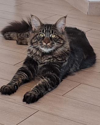 Main coon maschio con pedigree per accoppiamento