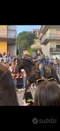 Cavallo 5 anni