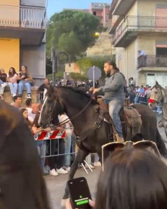 Cavallo 5 anni
