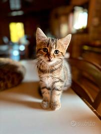 Gattini