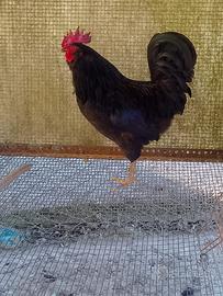 Gallo ruspante
