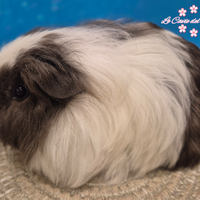 Porcellini d'india di razza