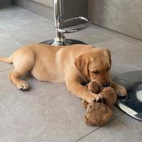 Cucciolo di Labrador beige