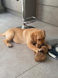 Cucciolo di Labrador beige