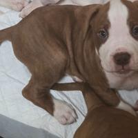 Pitbull Red nose