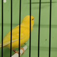 Canarino maschio giallo intenso