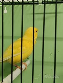 Canarino maschio giallo intenso