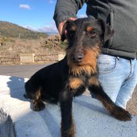 Cucciolo Jagd terrier
