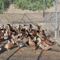 Anatre CAMBELL ovaiole