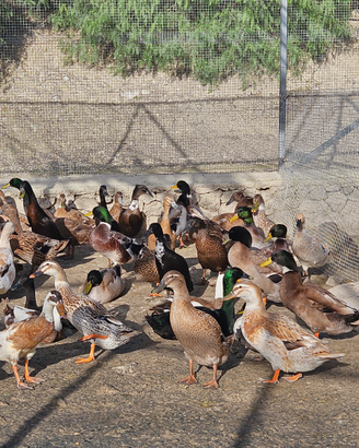 Anatre CAMBELL ovaiole