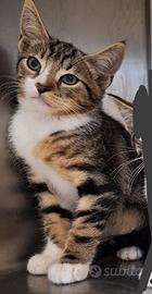 GATTINO circa 3 mesi in adozione
