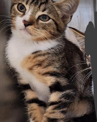 GATTINO circa 3 mesi in adozione