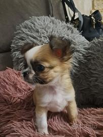 Chihuahua