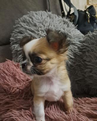 Chihuahua