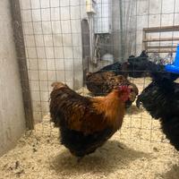 Orpington fulve orlate nere