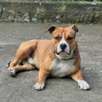 Cane Amstaff maschio con Pedigree