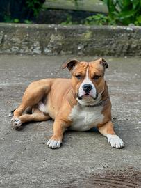 Cane Amstaff maschio con Pedigree
