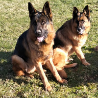 Prossima cucciolata di pastore tedesco