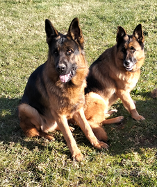 Prossima cucciolata di pastore tedesco