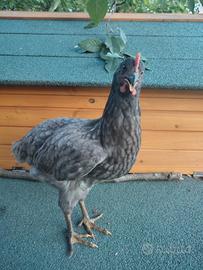 Galline marans e araucana