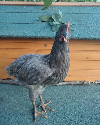 Galline marans e araucana