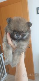 Volpino di pomerania