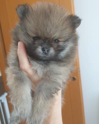 Volpino di pomerania