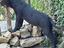 Immagine 5