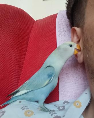 Inseparabili