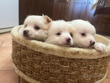 Cuccioli di Volpino Italiano