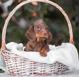 Bassotto nano e kaninchen cuccioli PEDIGREE ENCI