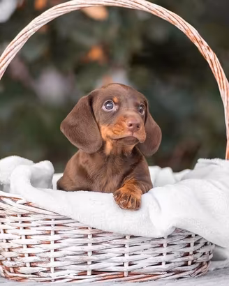 Bassotto nano e kaninchen cuccioli PEDIGREE ENCI