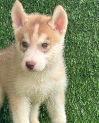 Husky