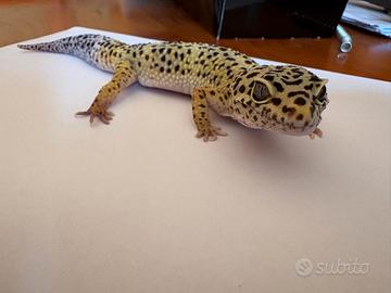 Geco leopardino
