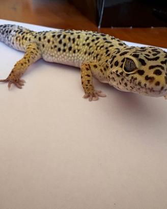 Geco leopardino