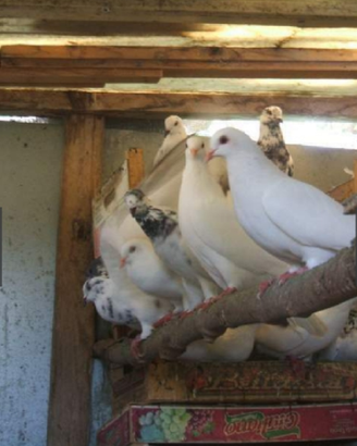 Piccioni