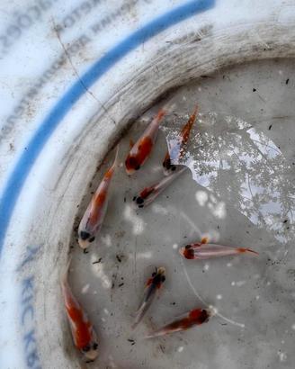 Carpe koi
