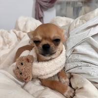 Cucciolo di Chihuahua mini