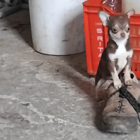 Chihuahua toy femmina