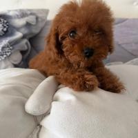 Barboncino red mini e Toy red fulvi tre mesi