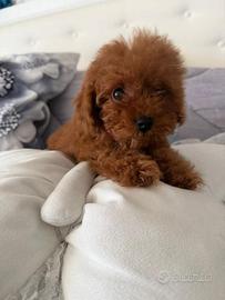 Barboncino red mini e Toy red fulvi tre mesi